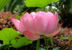 结节性痒疹用中药可以治愈吗?