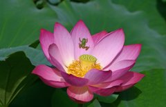 初期的结节性红斑会有什么样的症状?