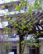 中医是否可以根治结节性痒疹?