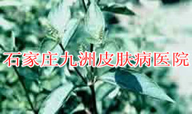 鱼鳞病治疗需注意什么呢?