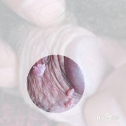 ʪٴ͵֢״ʲô?